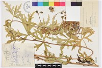 藏品(中甸烏頭)的圖片