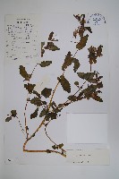 藏品(耳葉鳳仙花)的圖片