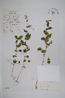 藏品(耳葉鳳仙花)的圖片