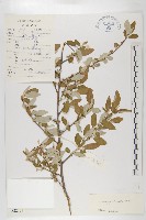 藏品(小葉胡頹子)的圖片