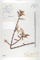 藏品(雲南沙棘)的圖片