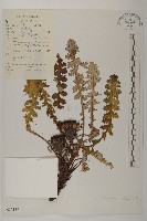 藏品(美葉藏菊)的圖片