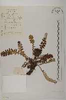 藏品(美葉藏菊)的圖片