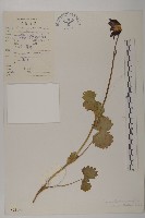 藏品(鐘花垂頭菊)的圖片