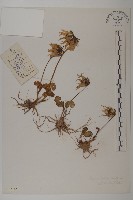 藏品(喜馬拉雅垂頭菊)的圖片