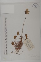 藏品(喜馬拉雅垂頭菊)的圖片