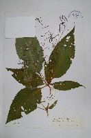 藏品(無距鳳仙花)的圖片