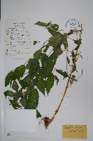 藏品(光銳鳳仙花)的圖片