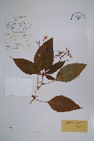 藏品(白花鳳仙花)的圖片