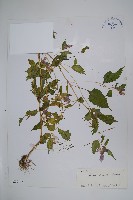 藏品(滇西北鳳仙花)的圖片