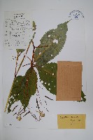 藏品(輻射鳳仙花)的圖片