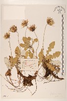 藏品(白背大丁草)的圖片