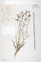 藏品(川西黃鵪菜)的圖片