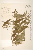 藏品(蔓黃菀)的圖片