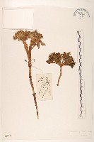 藏品(金沙絹毛菊)的圖片