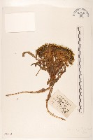 藏品(金沙絹毛菊)的圖片