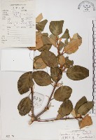 藏品(椆樹桑寄生, 大葉榿寄生)的圖片