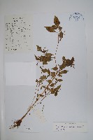 藏品(黃金鳳)的圖片