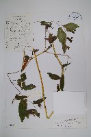 藏品(耳葉鳳仙花)的圖片