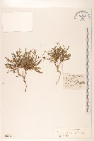 藏品(細葉剪刀股)的圖片