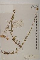 藏品(密毛紫菀)的圖片