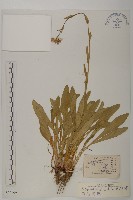 藏品(狹苞紫菀)的圖片