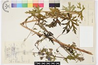 藏品(擬康定烏頭)的圖片