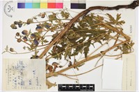 藏品(擬康定烏頭)的圖片