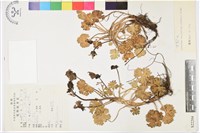 藏品(甘青烏頭)的圖片