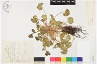 藏品(甘青烏頭)的圖片