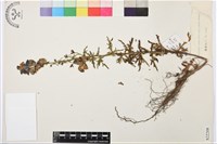 藏品(德欽烏頭)的圖片