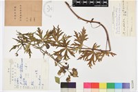 藏品(康定烏頭)的圖片