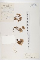 藏品(山景天)的圖片