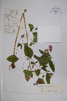 藏品(天距鳳仙花)的圖片