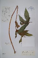 藏品(中甸鳳仙花)的圖片