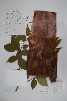 藏品(紅樺)的圖片