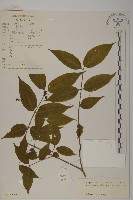 藏品(絨楚丘生衛矛)的圖片