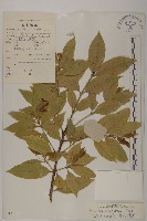 藏品(紫花衛矛)的圖片