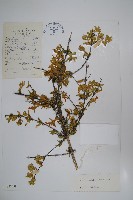 藏品(醉魚草狀六道木)的圖片