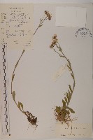 藏品(石生紫菀)的圖片