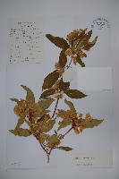 藏品(雲南雙盾木)的圖片