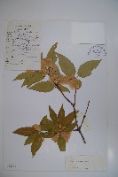 藏品(雲南雙盾木)的圖片