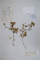 藏品(醉魚草狀六道木)的圖片