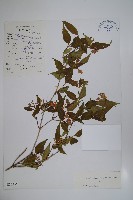 藏品(傘花六道木)的圖片