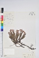 藏品(睫毛岩須)的圖片