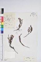 藏品(睫毛岩須)的圖片