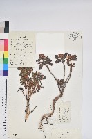 藏品(毛喉杜鵑)的圖片