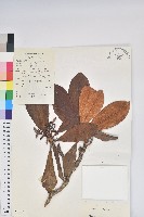 藏品(鐮果杜鵑)的圖片