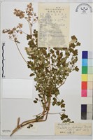 藏品(偏翅唐松草)的圖片