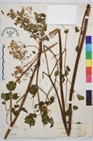 藏品(偏翅唐松草)的圖片